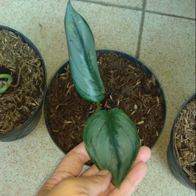 Scindapsus moonlight