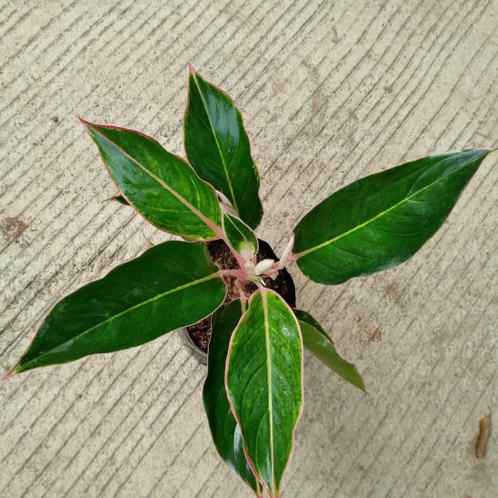 Aglaonema green lipstik