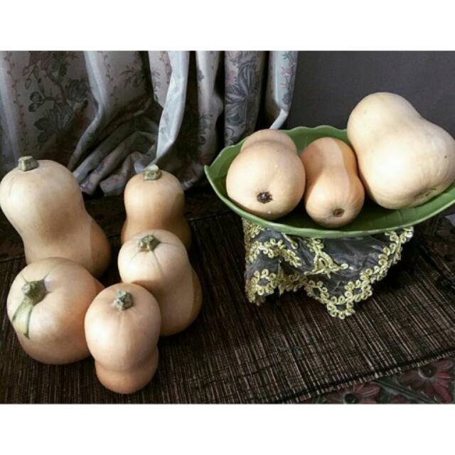 

Labu Butternut Squash Organik MPASI