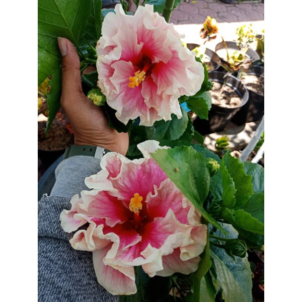 bunga kembang sepatu hibiscus import langka pinky wave,, tanaman hias