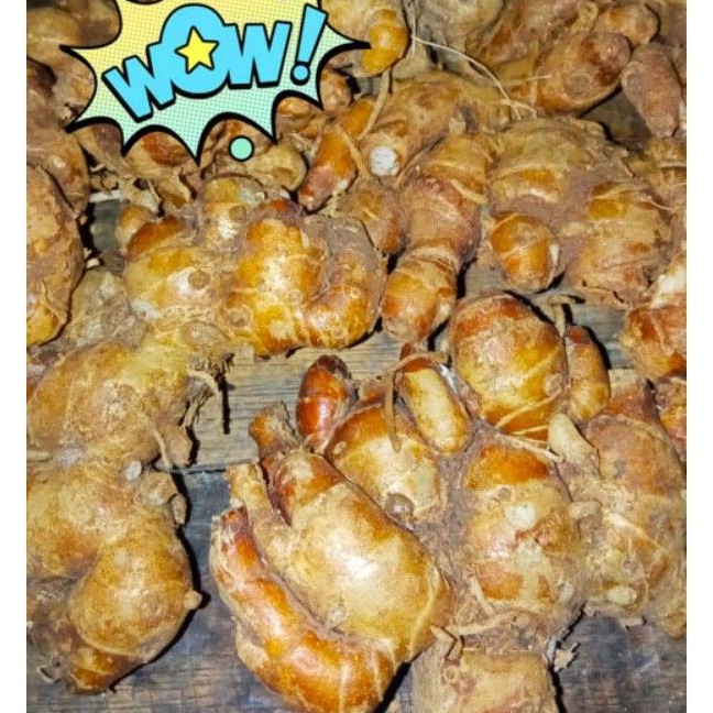 

Kencur besar bibit kencur kencur segar kencur murah kencur 1kg Kencur super besar