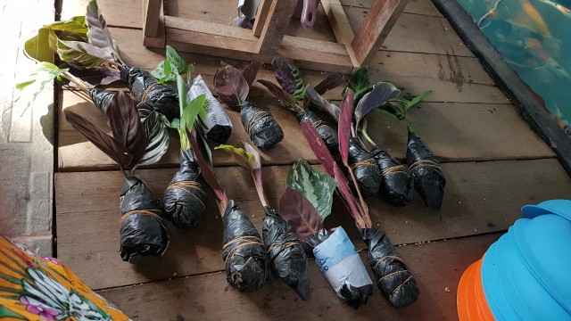 Paket Tanaman Hias Calathea ( Murah )