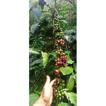 

kopi arabika gayo 100g.