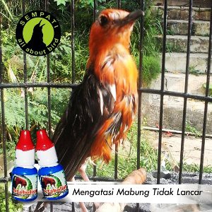 Metabolisme Dr Edhi Obat Burung Sakit Macet Bunyi Sulit Mabung