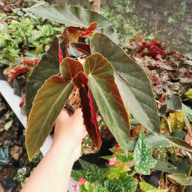 Tanaman Hias Begonia Polos Begonia Coccinea Shopee Indonesia