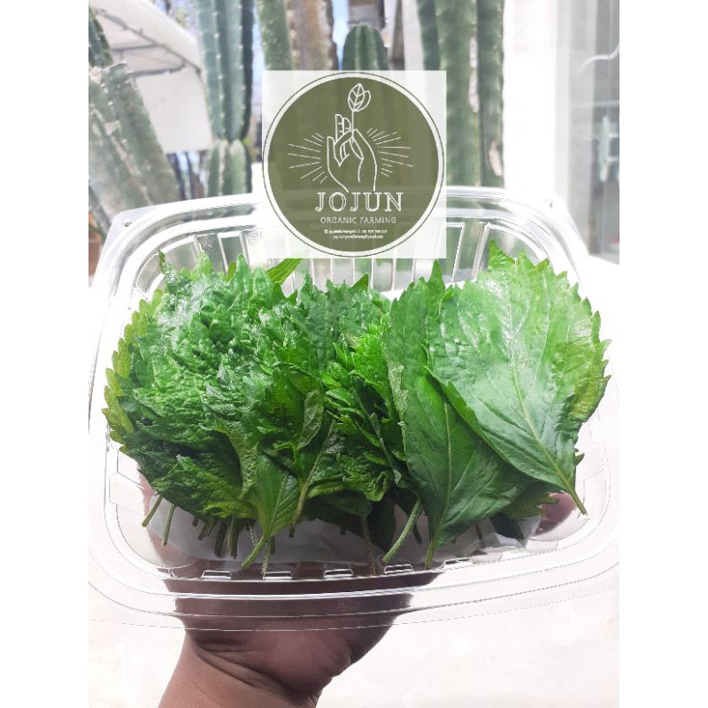 

SHIZO LEAVES / PERILIA LEAVES