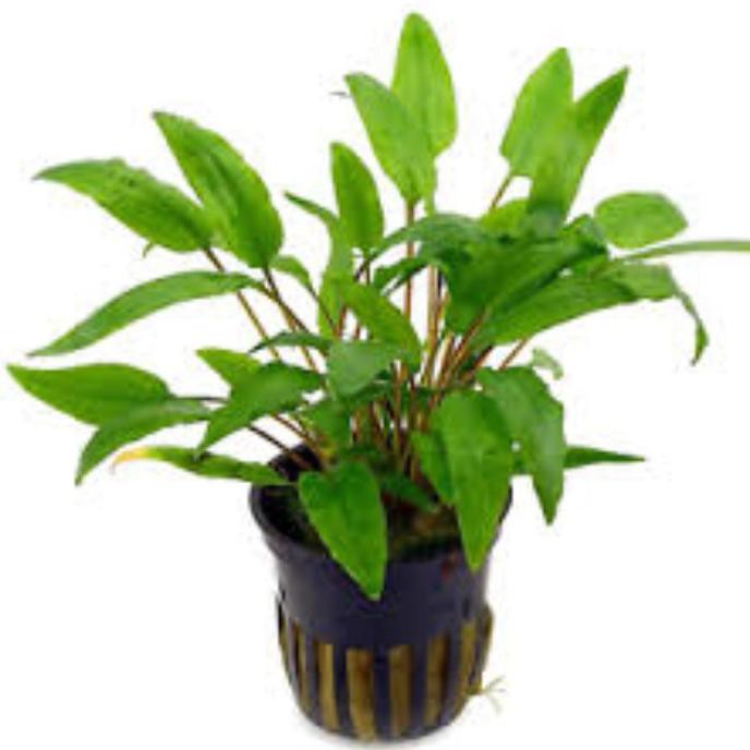 Best Produk] Cryptocoryne Wendtii Green