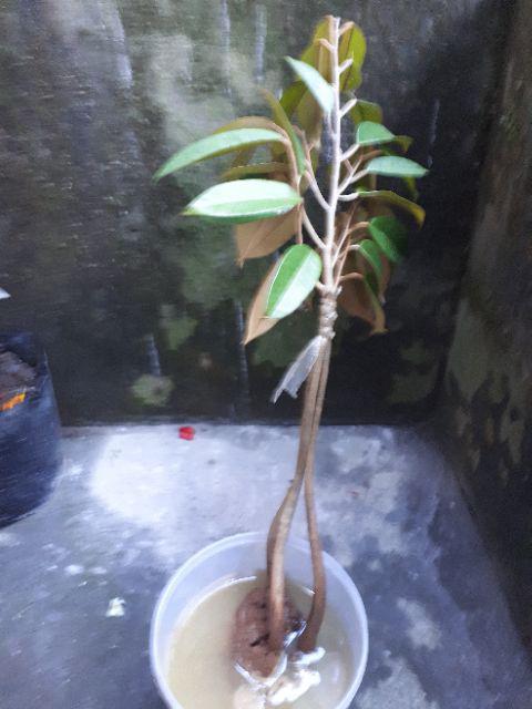 Bibit Durian Musangking Kaki3 Terlaris