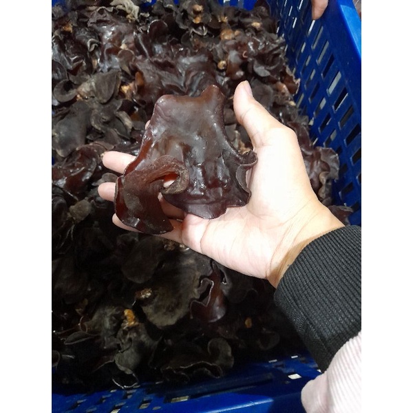 

jamur kuping segar 250 gram