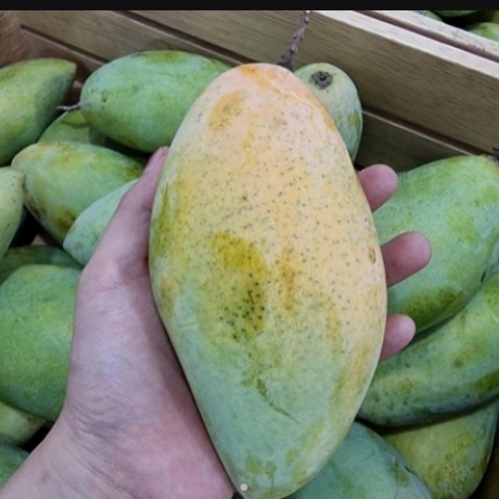 

Mangga Lokmai Thailand Segar / pcs