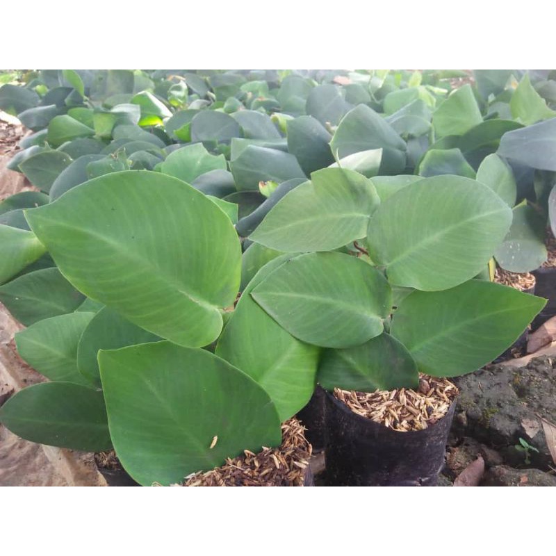 Jual Bisa Cod Tanaman Dollar Rambat Daun Besar Shopee Indonesia