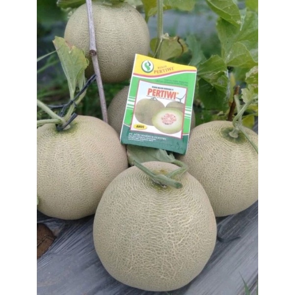 BENIH MELON PERTIWI ANVI 600 BUTIR