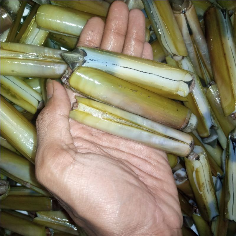 

Kerang Bambu Hidup 1 Kg Seafood Segar