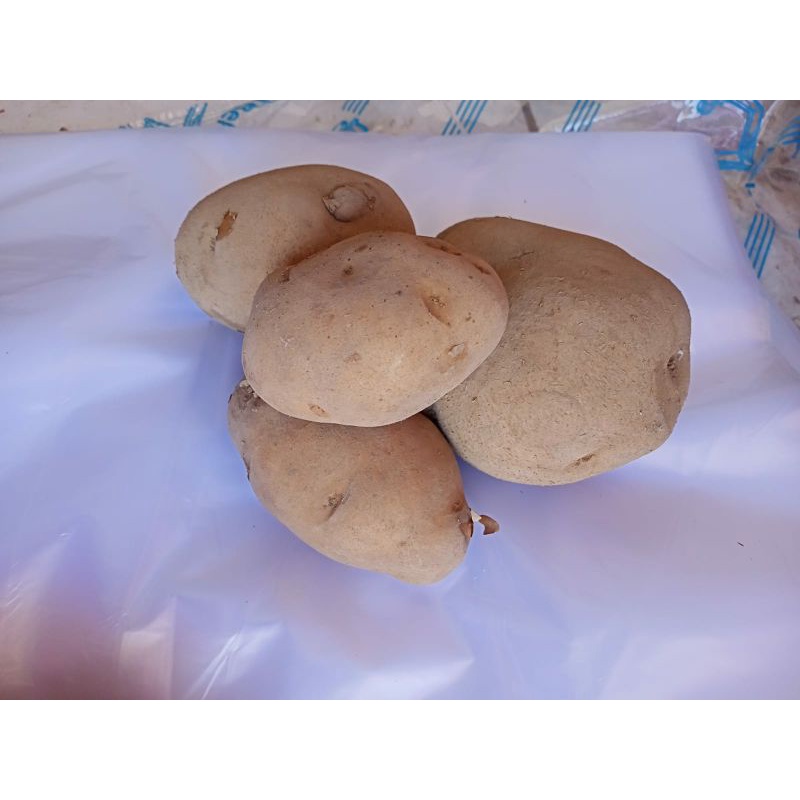 

kentang 11500 /1 kg