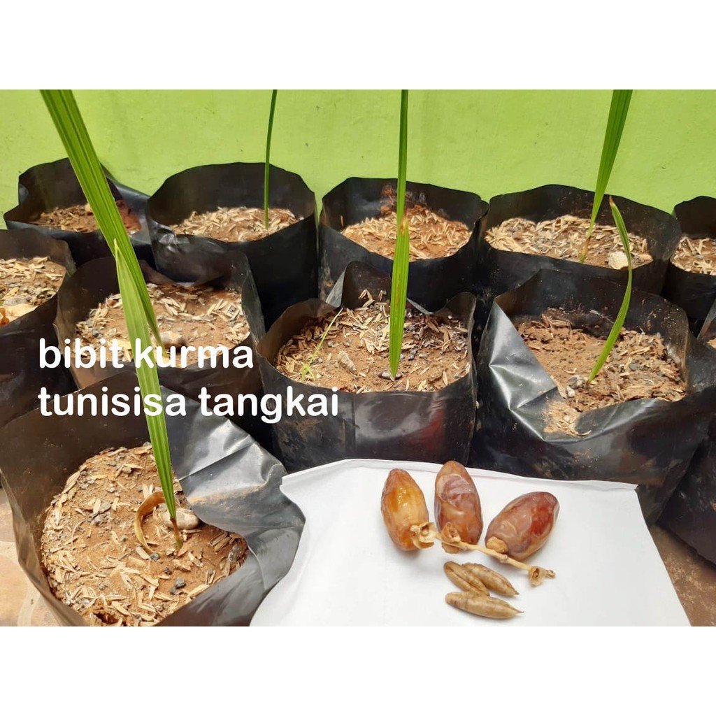 

Bibit Kurma Tunisia Perpcs / Bibit Kurma / Bibit Tanaman / Bibit / Oleh oleh / Haji / Bibit Unggul