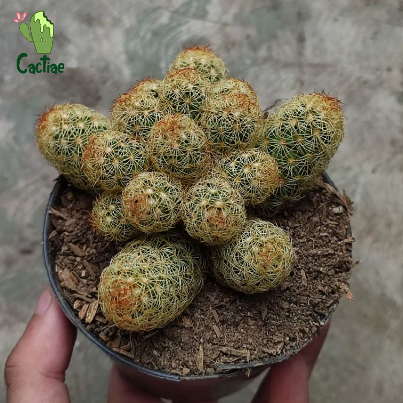 Kaktus Mammillaria Elongata //Lady finger