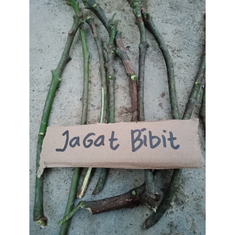 entres / batang segar mangga gedong gincu