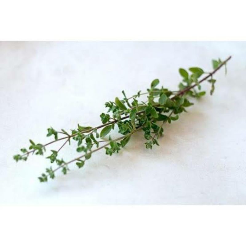 Amefurashi Bibit / 200 Benih / Herb Thyme Seed Thymus Vulgare