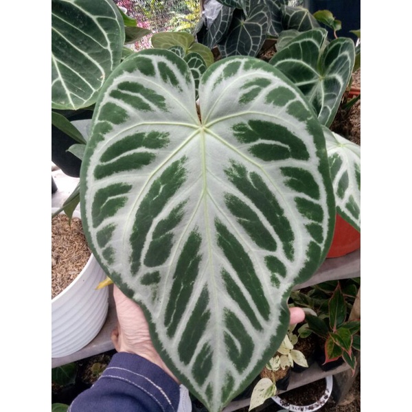 Anthurium kuping gajah silver blush
