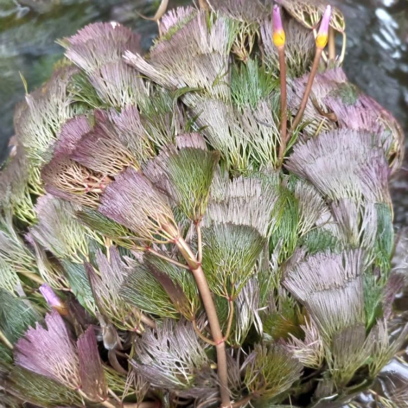 Cabomba Red tanaman aquascape