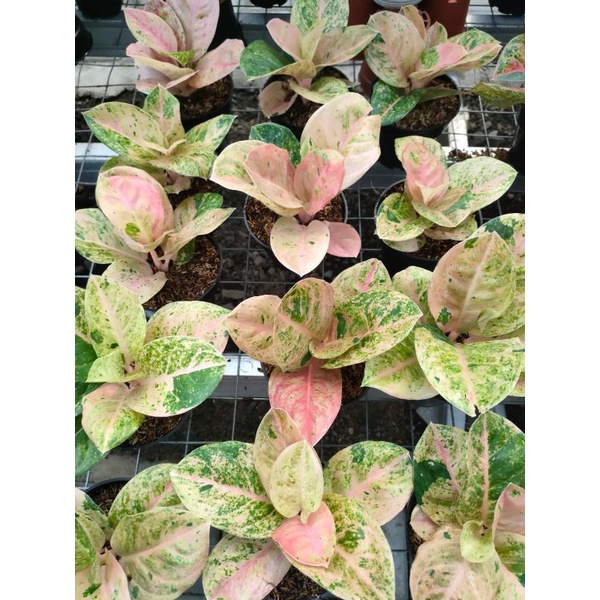 aglonema red emerald roset/rimbun