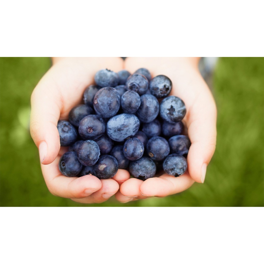 

Bibit Parfum Blueberry Fragrance Oil 100 cc