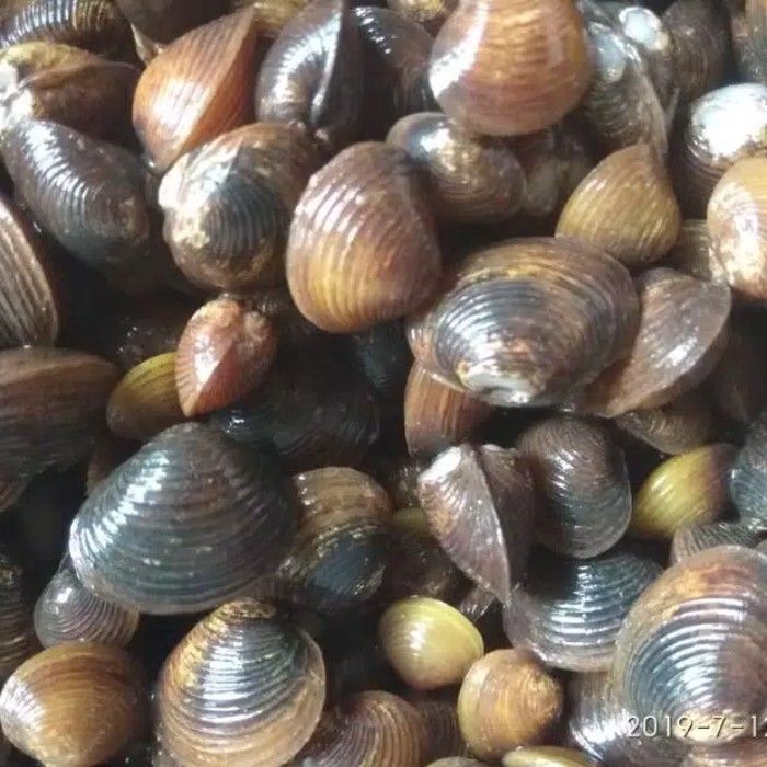 

Remis (cece) atau kerang air tawar per 100gram