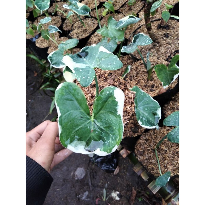 tanaman keladi  ekor tikus varigata