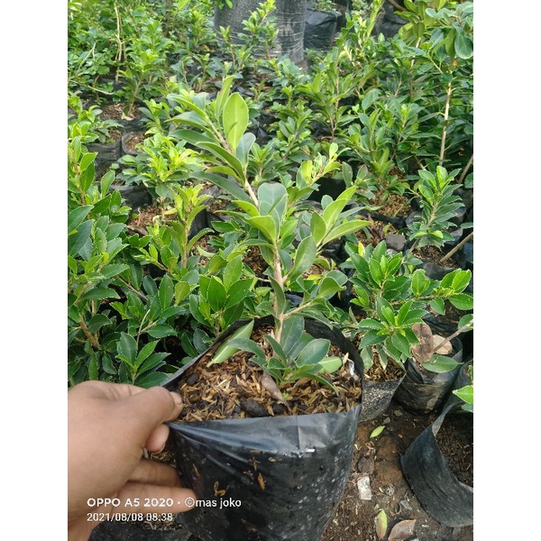 bibit ficus elegan murah