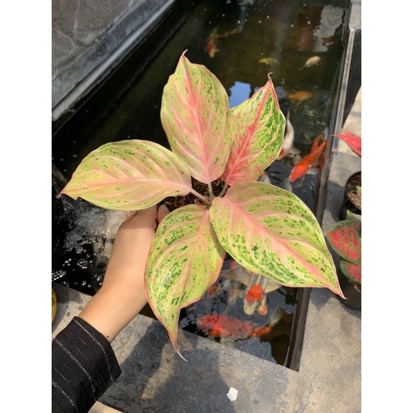 Aglonema Bidadari LOKAL pride