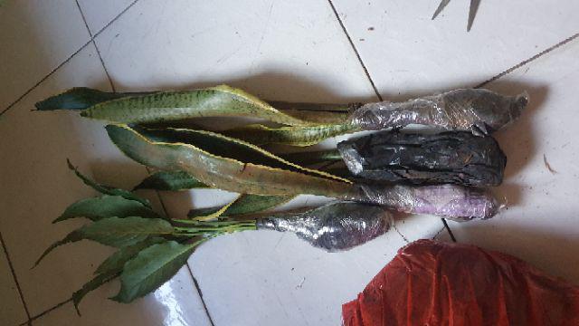 New Produck!! Tanaman Hias Peace Lili - Pohon Sepatu Flum - Peace