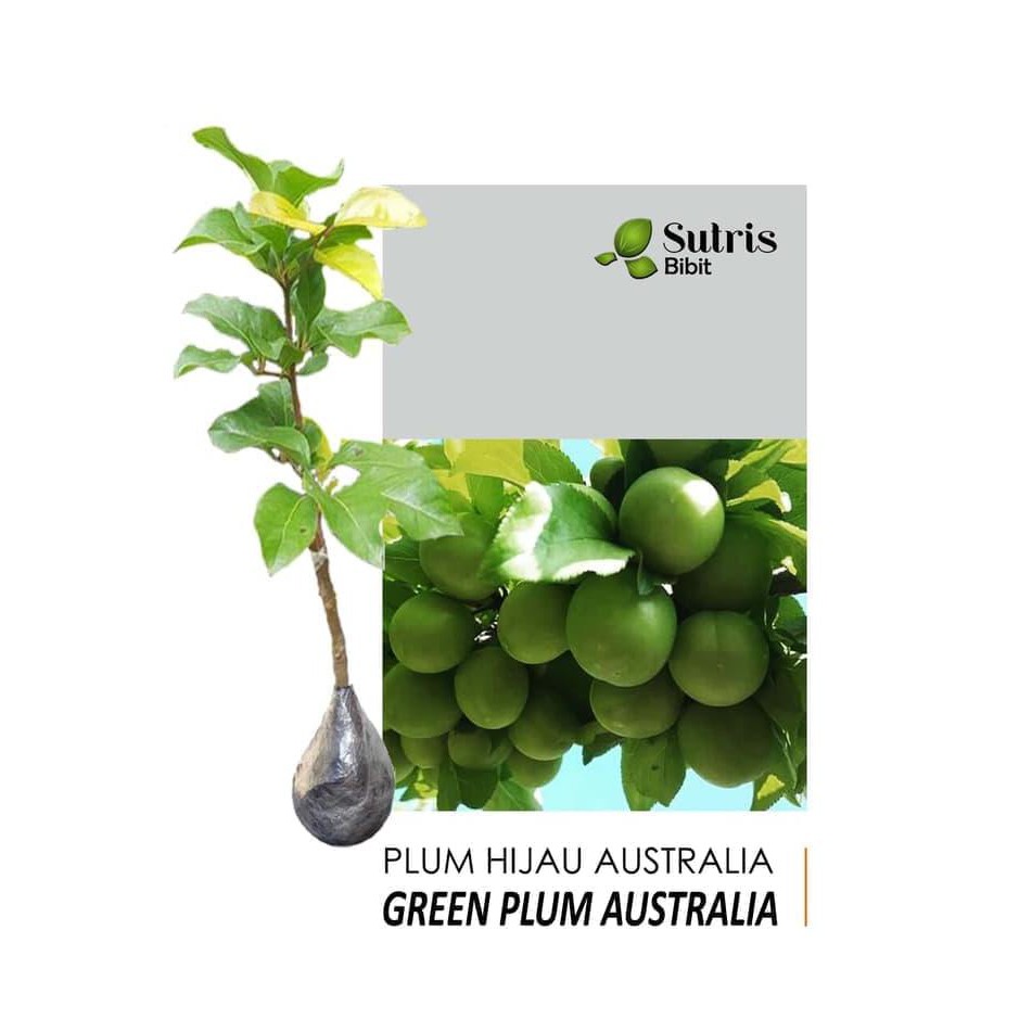 IDR BIBIT TANAMAN BUAH PLUM HIJAU/GREEN PLUM AUSTRALIA TG3R