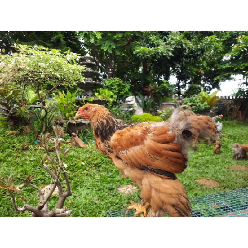 ayam brahma gold partridge anaknan 3 bulan