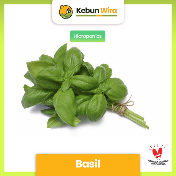 

Basil Hiroponik 200 gram Kebun WIra