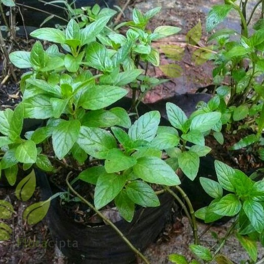 Bibit Tanaman Peppermint Bibit Tanaman Mint Daun Mint