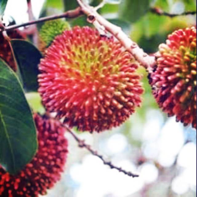paket 4 pcs bibit rambutan rapiah