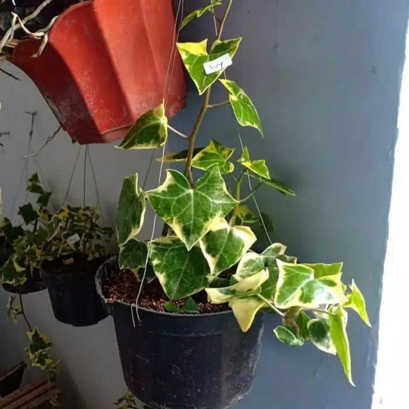 Tanaman Hias Gantung IVY Varigata - Hedera Helix Papper
