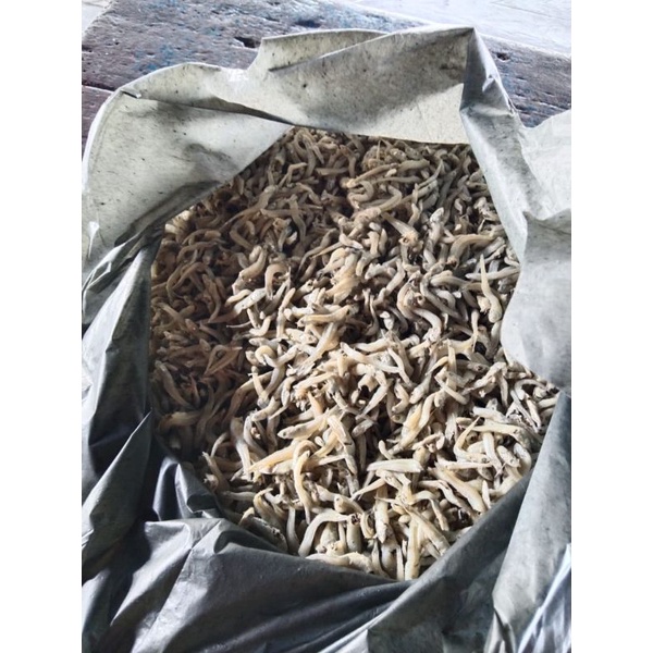 

IKANTERI/TANPABAHANPENGAWET_ASLI_LANGSUNGDARILAUT