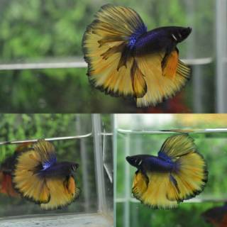 HIASAN AQUARIUM BETTA FISH MURAH IKAN CUPANG MALE HALFMOON HIASAN AQUARIUM BETTA FISH MURAH IKAN CUPANG MALE HALFMOON