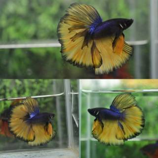  HIASAN  AQUARIUM  BETTA FISH MURAH IKAN CUPANG MALE HALFMOON 