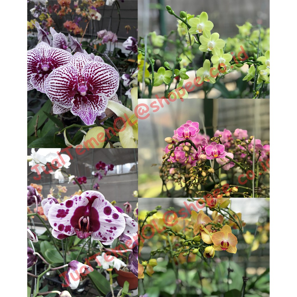 Bibit Anggrek Bulan (Hybrid) Botol