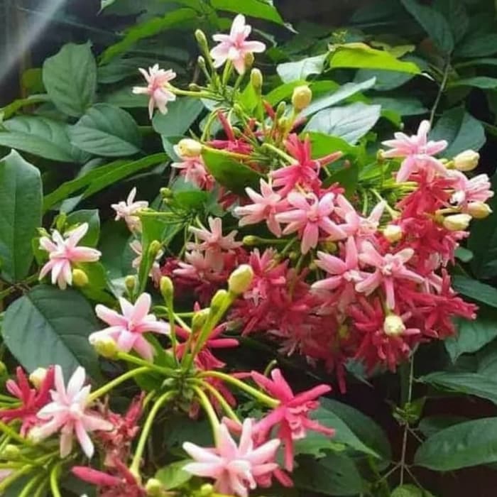 tanaman hias bibit melati belanda-bibit pohon melati belanda