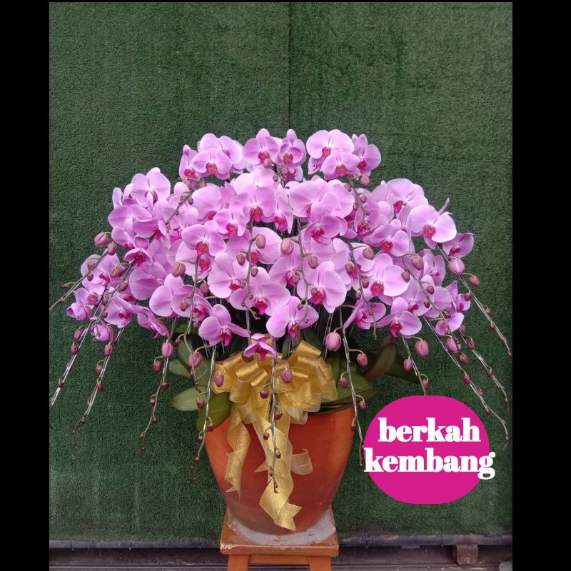 Anggrek Bulan jumbo premium