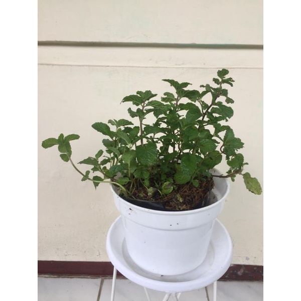 Daun Mint - Tanaman Hias Daun Mint Rimbun - Lebat - Murah
