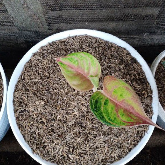 BIBIT BUNGA AGLONEMA GOLDEN SIAM