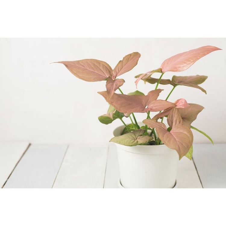 Syngonium Pink Robusta