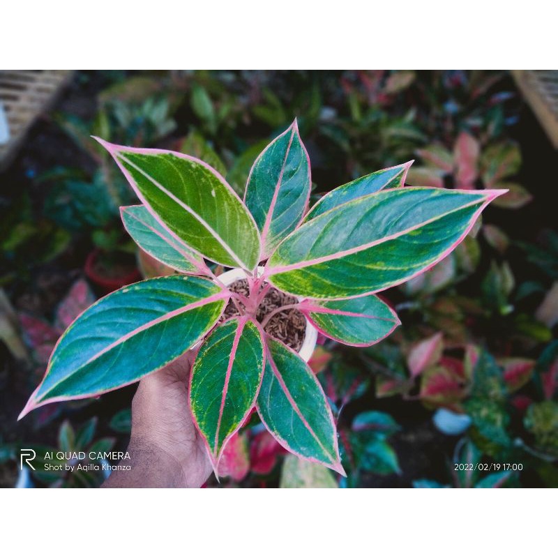 Aglonema Lipstik Puding Manilompek