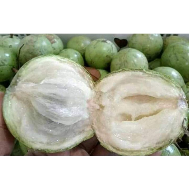 Bibit Kenitu Hijau okulasi