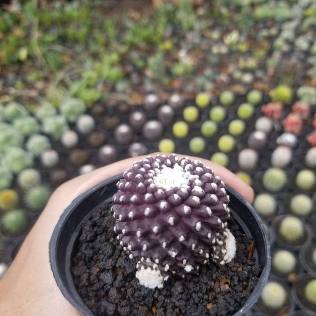 Kaktus capiapoa ownroot