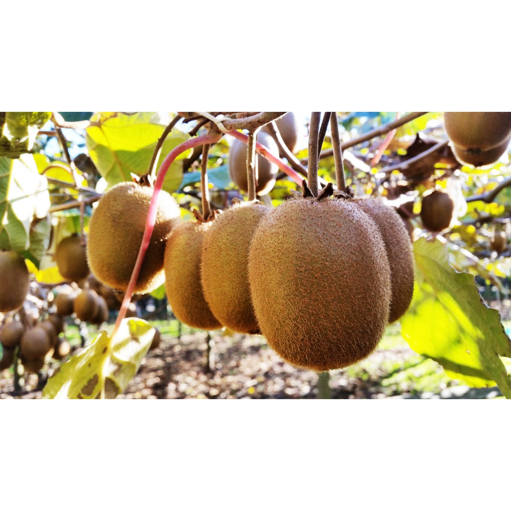 Benih-Bibit Buah Kiwi (Haira Seed)